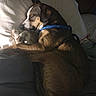 animal, bed, brown_fur, calm, collar, cozy, curled_up, dog, domestic_animal, fur_texture, indoor, nighttime, pet, pillow, quiet, relaxed, resting, sleeping, white_fur, wooden_headboard