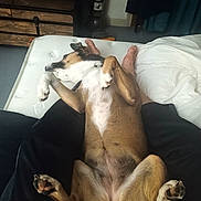 Nalla joined the competition — help win amazing prizes! bed, blanket, brown_dog, casual, collar, comfort, cozy, dog, dresser, floor, furniture, indoor, legs, nap, paws, person, relaxed, resting, sleeping, white_bed