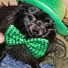 black_dog, blanket, bow_tie, close_up, costume, couch, cute, dog, eyes, festive, fur, green_bow_tie, green_hat, hat, indoor, paw, pet, portrait, small_dog, whiskers