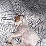 Ozzye participe au concours pour gagner de l'argent avec cette photo : dog, sleeping, bed, blanket, white, leaf_pattern, cozy, pet, animal, resting, fur, paw, cute, domestic_animal, indoor, relaxation, comfort, canine, snug, peaceful