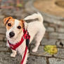 dog, canine, pet, animal, outdoor, leash, harness, white_fur, brown_fur, cute, small_dog, pavement, sidewalk, closeup, looking_up, ears, tail, walking, curious, companion