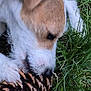 Ozzye participe au concours pour gagner de l'argent avec cette photo : dog, pine_cone, grass, animal, pet, outdoor, nature, white_fur, brown_fur, muzzle, paw, snout, close_up, playful, chewing, canine, flora, leaf, daylight, curious