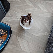 Caramel a rejoint le concours — aidez-le/la à gagner de superbes lots ! dog, chihuahua, small_dog, long_hair, brown_and_white, pet, animal, cone_collar, elizabethan_collar, standing, looking_at_camera, indoors, wood_floor, herringbone_floor, dog_bed, furniture, home, black_and_white_fabric, photography, portrait