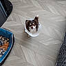 dog, chihuahua, small_dog, long_hair, brown_and_white, pet, animal, cone_collar, elizabethan_collar, standing, looking_at_camera, indoors, wood_floor, herringbone_floor, dog_bed, furniture, home, black_and_white_fabric, photography, portrait