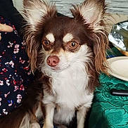 Caramel participe au concours pour gagner de l'argent avec cette photo : alert, animal, brown, casual, closeup, companion, cute, dog, domestic, ears, fluffy, fur, indoor, lap, person, pet, plate, sitting, tablecloth, white