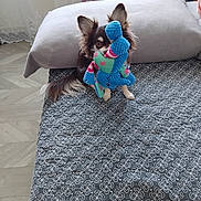 Caramel participe au concours pour gagner de l'argent avec cette photo : bed, blanket, brown_dog, cozy, curious, curtain, dog, ears, floor, furniture, home, indoor, patterned, pet, small_dog, soft_light, stuffed_animal, toy, white_paws, window