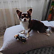 Caramel a rejoint le concours — aidez-le/la à gagner de superbes lots ! alert, animal, brown_and_white, cow_toy, cozy, curtains, cushion, dog, ears, fabric, floor, fur, home, indoor, looking, pet, resting, small_dog, toy, window