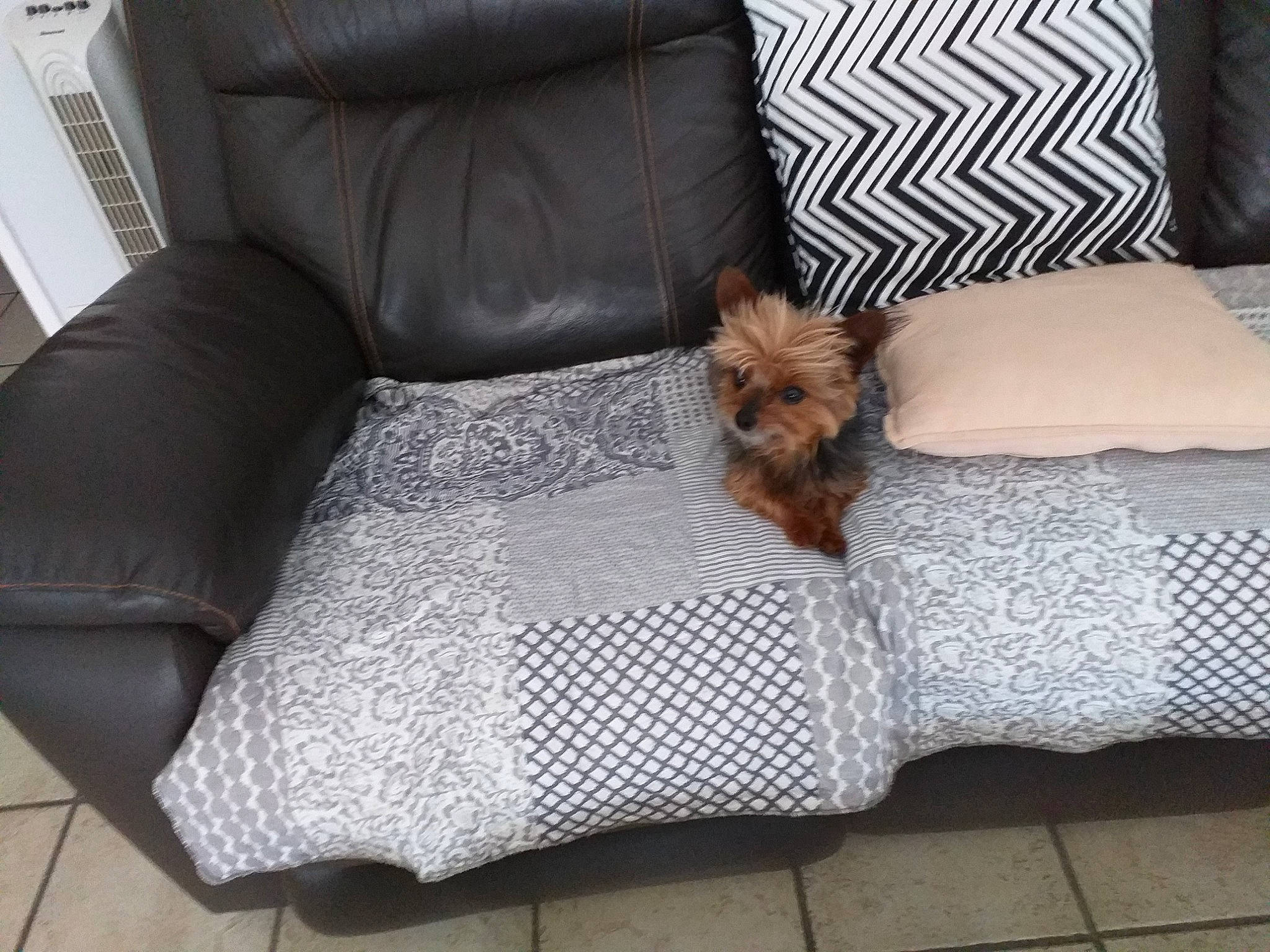 Jackson a rejoint le concours — aidez-le/la à gagner de superbes lots ! carnivore, chair, comfort, companion_dog, couch, dog, dog_breed, dog_supply, fawn, felidae, flooring, furniture, hardwood, linens, living_room, pillow, room, studio_couch, throw_pillow, wood