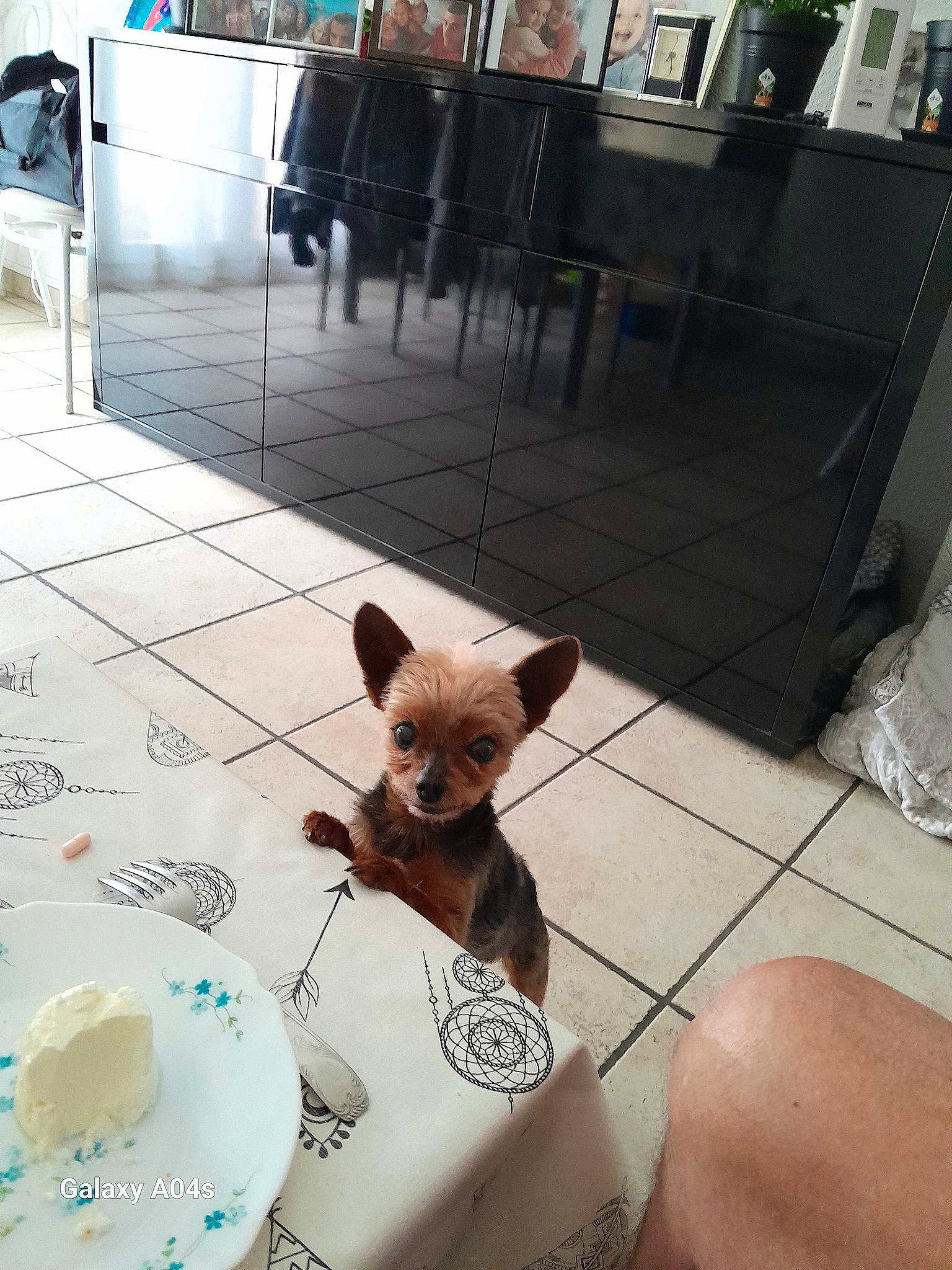 Jackson participe au concours pour gagner de l'argent avec cette photo : carnivore, coffee_cup, companion_dog, cup, dishware, dog, dog_breed, drinkware, fawn, felidae, floor, flooring, mammal, plate, saucer, serveware, small_to_medium_sized_cats, snout, tableware, wood