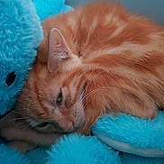 Simba participe au concours pour gagner de l'argent avec cette photo : cat, orange_cat, tabby, sleeping, stuffed_animal, blue, fluffy, cozy, pet, feline, close_up, cute, resting, soft, indoor, animal, whiskers, ears, fur, nap