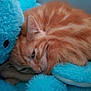 cat, orange_cat, tabby, sleeping, stuffed_animal, blue, fluffy, cozy, pet, feline, close_up, cute, resting, soft, indoor, animal, whiskers, ears, fur, nap