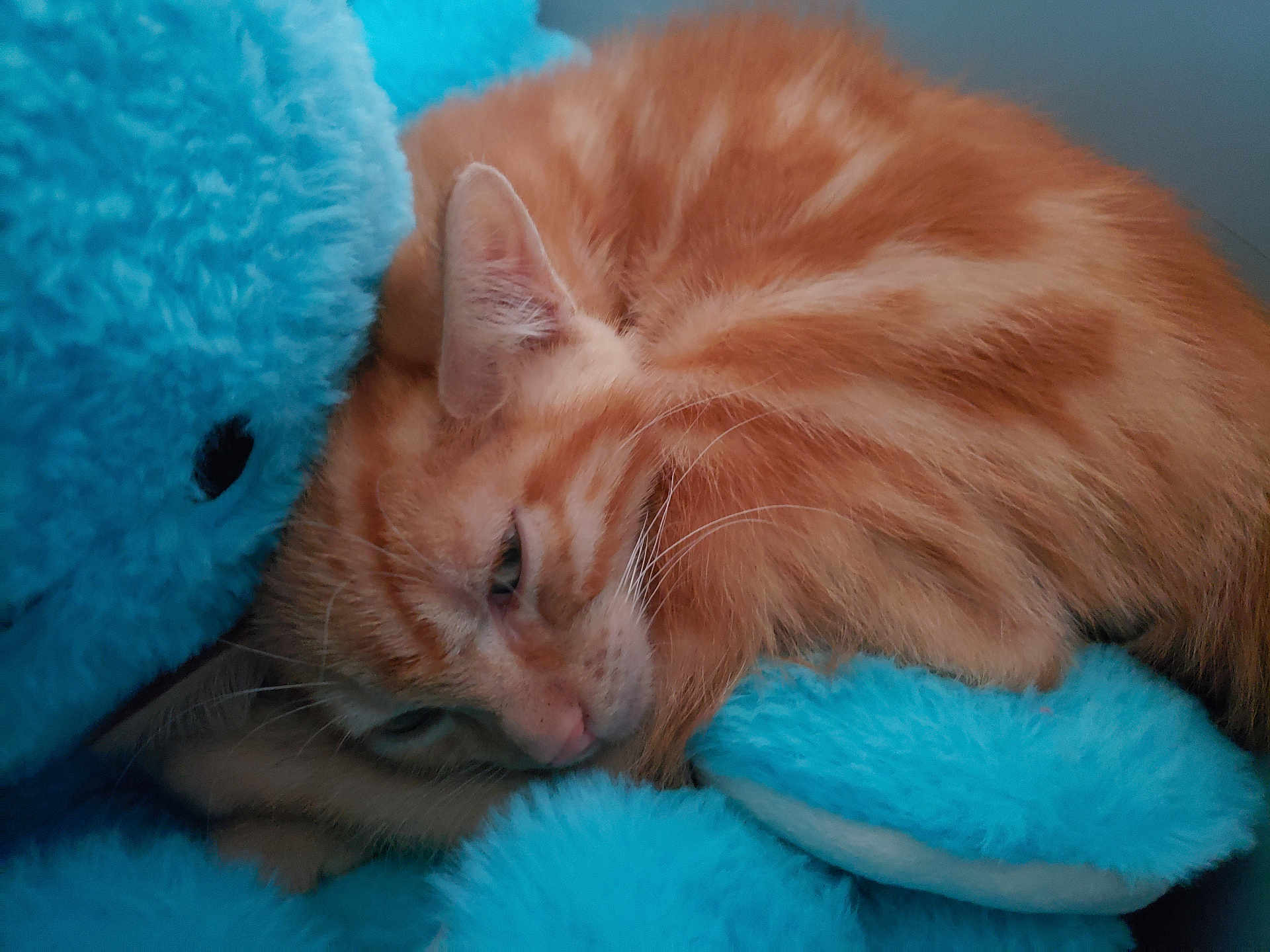 Simba