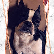 Pandora is registered to the contest to win money with this photo: animal, background, black_and_white, boston_terrier, closeup, cute, dog, domestic_animal, ears, face, frame, fur, indoor, looking_at_camera, pet, portrait, shadow, sitting, snout, sparkle