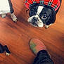 Pandora joined the competition — help win amazing prizes! animal, black_and_white_dog, boston_terrier, camouflage_pants, companion, curious, cute, digital_filter, dog, domestic_animal, flooring, glasses_filter, hat_filter, indoor, looking_up, pet, playful, slippers, standing, wooden_floor