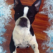 Pandora joined the competition — help win amazing prizes! dog, black_and_white, pet, indoor, wooden_floor, close_up, ears, face, paw, looking_up, curious, canine, animal, mammal, companion, frosty_border, winter_theme, snowflake, background, floor