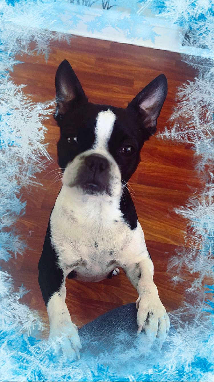 Pandora joined the competition — help win amazing prizes! dog, black_and_white, pet, indoor, wooden_floor, close_up, ears, face, paw, looking_up, curious, canine, animal, mammal, companion, frosty_border, winter_theme, snowflake, background, floor
