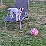 Flash a rejoint le concours — aidez-le/la à gagner de superbes lots ! animal, backyard, black_and_white, canine, daylight, dog, fence, grass, leisure, lounge_chair, nature, outdoor, pet, playful, recreation, shrub, soccer_ball, summer, tree, young_dog