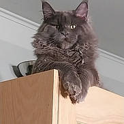 Athos participe au concours pour gagner de l'argent avec cette photo : cat, fluffy, long_hair, gray_fur, maine_coon, pet, animal, portrait, close_up, indoors, cabinet, furniture, wood, perched, paws, whiskers, ears, yellow_eyes, serious_expression, home