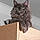 Athos