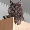 cat, fluffy, long_hair, gray_fur, maine_coon, pet, animal, portrait, close_up, indoors, cabinet, furniture, wood, perched, paws, whiskers, ears, yellow_eyes, serious_expression, home