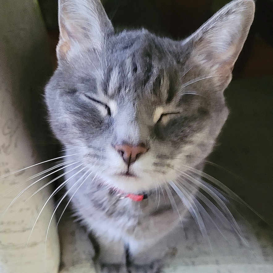 Alexandra joined the competition — help win amazing prizes! animal, cat, close_up, collar, cute, domestic_cat, face, feline, fur, furry, gray_tabby, indoor, mammal, peaceful, pet, portrait, relaxed, sitting, sleepy, whiskers
