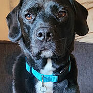 Carl is registered to the contest to win money with this photo: dog, black_dog, pet, collar, blue_collar, indoor, couch, pillow, close_up, portrait, animal, canine, fur, brown_eyes, sitting, domestic_animal, face, serious, attention, household