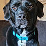 dog, black_dog, pet, collar, blue_collar, indoor, couch, pillow, close_up, portrait, animal, canine, fur, brown_eyes, sitting, domestic_animal, face, serious, attention, household