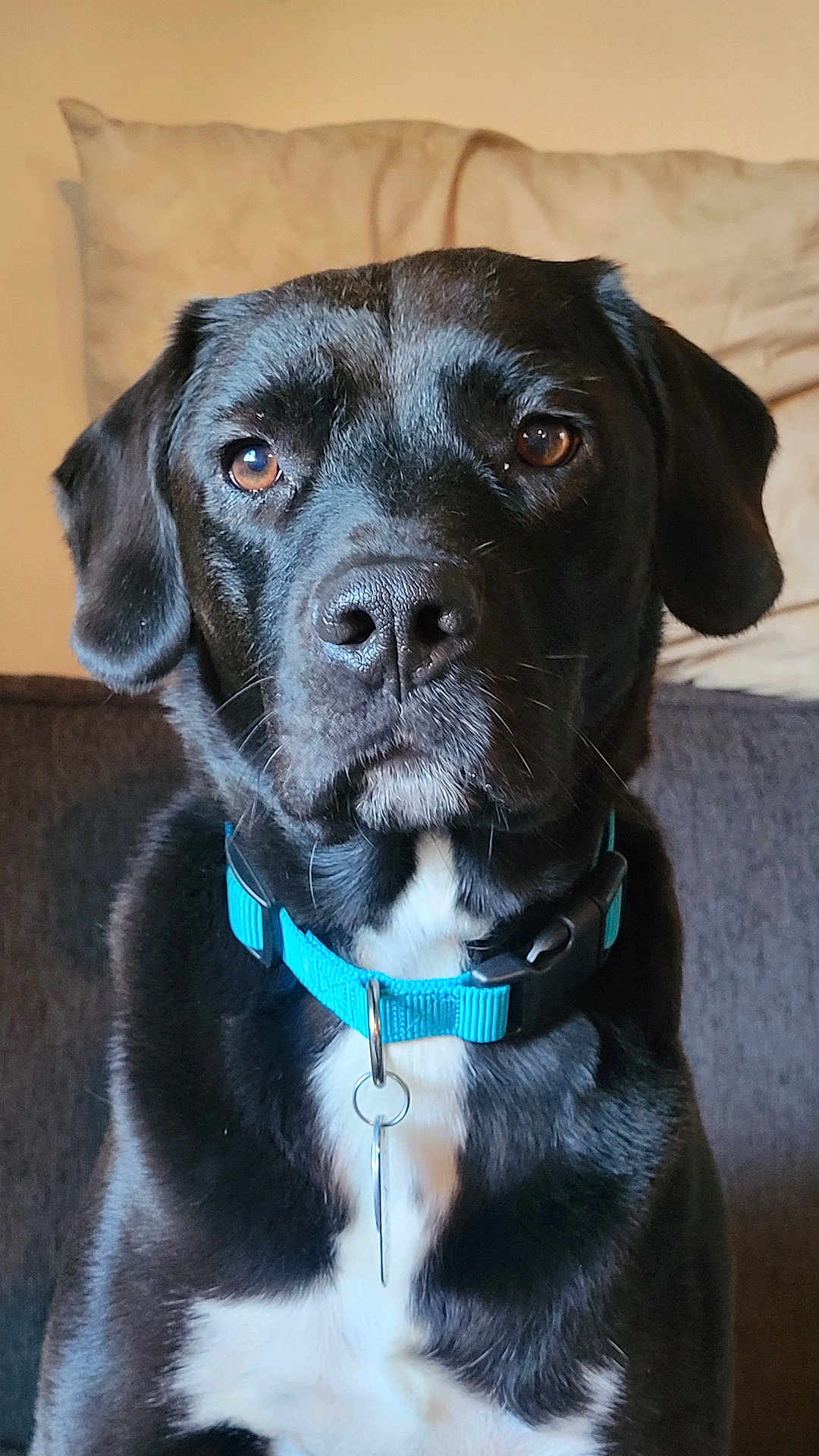 Carl is registered to the contest to win money with this photo: dog, black_dog, pet, collar, blue_collar, indoor, couch, pillow, close_up, portrait, animal, canine, fur, brown_eyes, sitting, domestic_animal, face, serious, attention, household