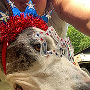 Kirrie is registered to the contest to win money with this photo: blue, celebration, closeup, costume, dog, face, festive, fun, glasses, headwear, outdoor, person, pet, red, smiling, stars, summer, sunglasses, sunlight, white