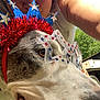 blue, celebration, closeup, costume, dog, face, festive, fun, glasses, headwear, outdoor, person, pet, red, smiling, stars, summer, sunglasses, sunlight, white