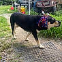 Kirrie joined the competition — help win amazing prizes! animal, atv, black_dog, canopy, daylight, decoration, dog, fence, festive, gas_can, grass, mat, nature, outdoor, pickup_truck, rural, tassels, vehicle, walking, yard
