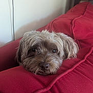 Coco joined the competition — help win amazing prizes! dog, pet, fluffy, resting, red_cushion, indoor, cozy, head, fur, face, looking, small_dog, canine, home, relaxed, comfort, animal, brown_fur, closeup, cute