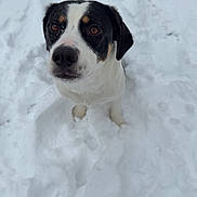 Nova joined the competition — help win amazing prizes! dog, snow, outdoor, pet, animal, winter, white, black, fur, face, looking_up, cute, canine, cold, nature, playful, adorable, friendly, sitting, ears