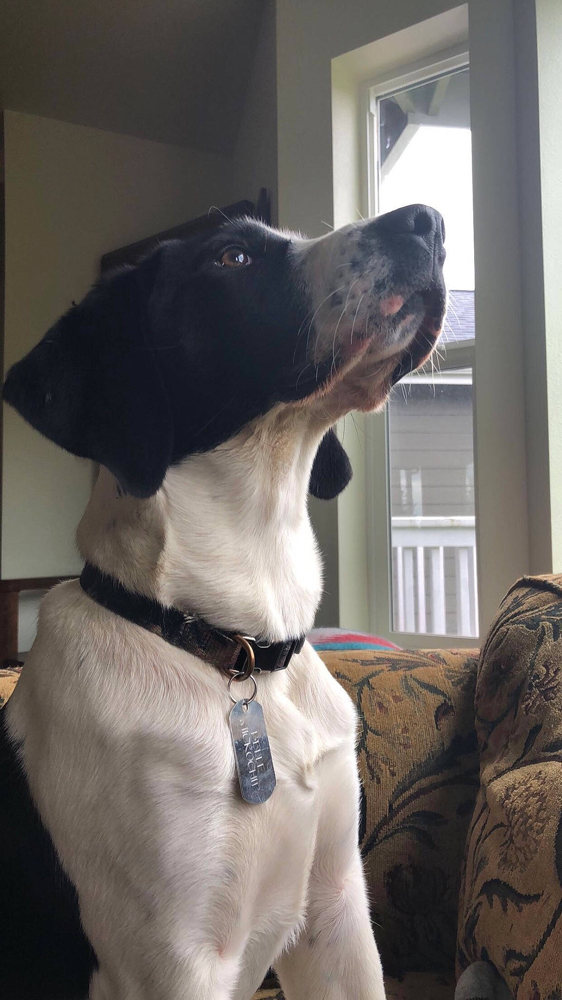 Bella is registered to the contest to win money with this photo: carnivore, collar, comfort, companion_dog, couch, dog, dog_breed, dog_collar, dog_supply, fawn, fur, giant_dog_breed, jaw, leash, pet_supply, snout, sporting_group, tie, whiskers, working_animal