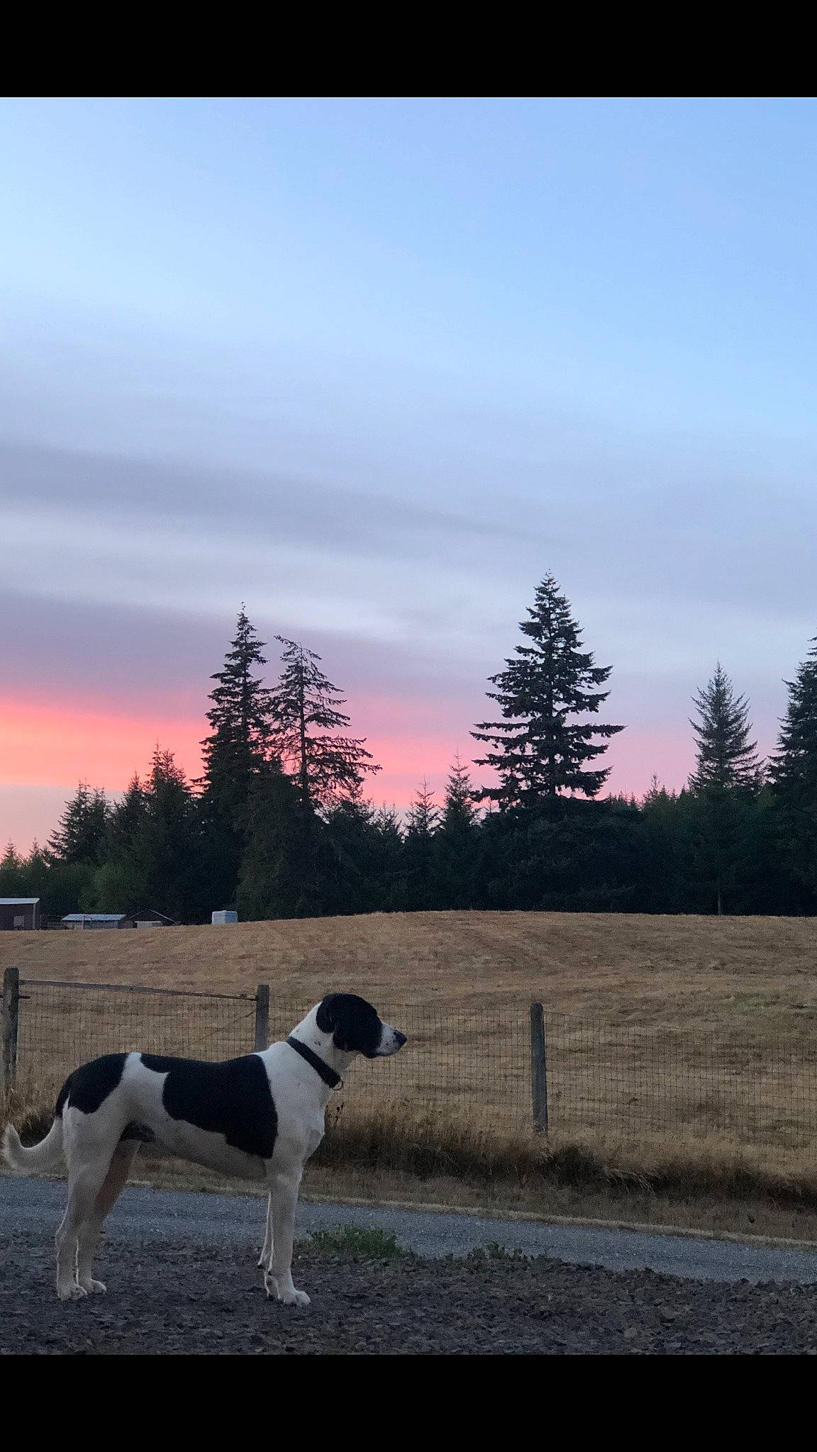 Bella is registered to the contest to win money with this photo: afterglow, carnivore, cloud, collar, companion_dog, dog, dog_breed, dusk, evening, fence, horizon, landscape, plant, sky, sunrise, sunset, tail, tree, water, winter