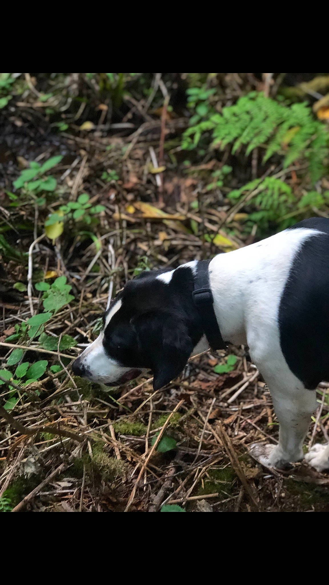 Bella is registered to the contest to win money with this photo: canidae, carnivore, collar, companion_dog, dog, dog_breed, grass, hunting_dog, non_sporting_group, plant, snout, soil, sporting_group, tail, terrestrial_animal, wildlife