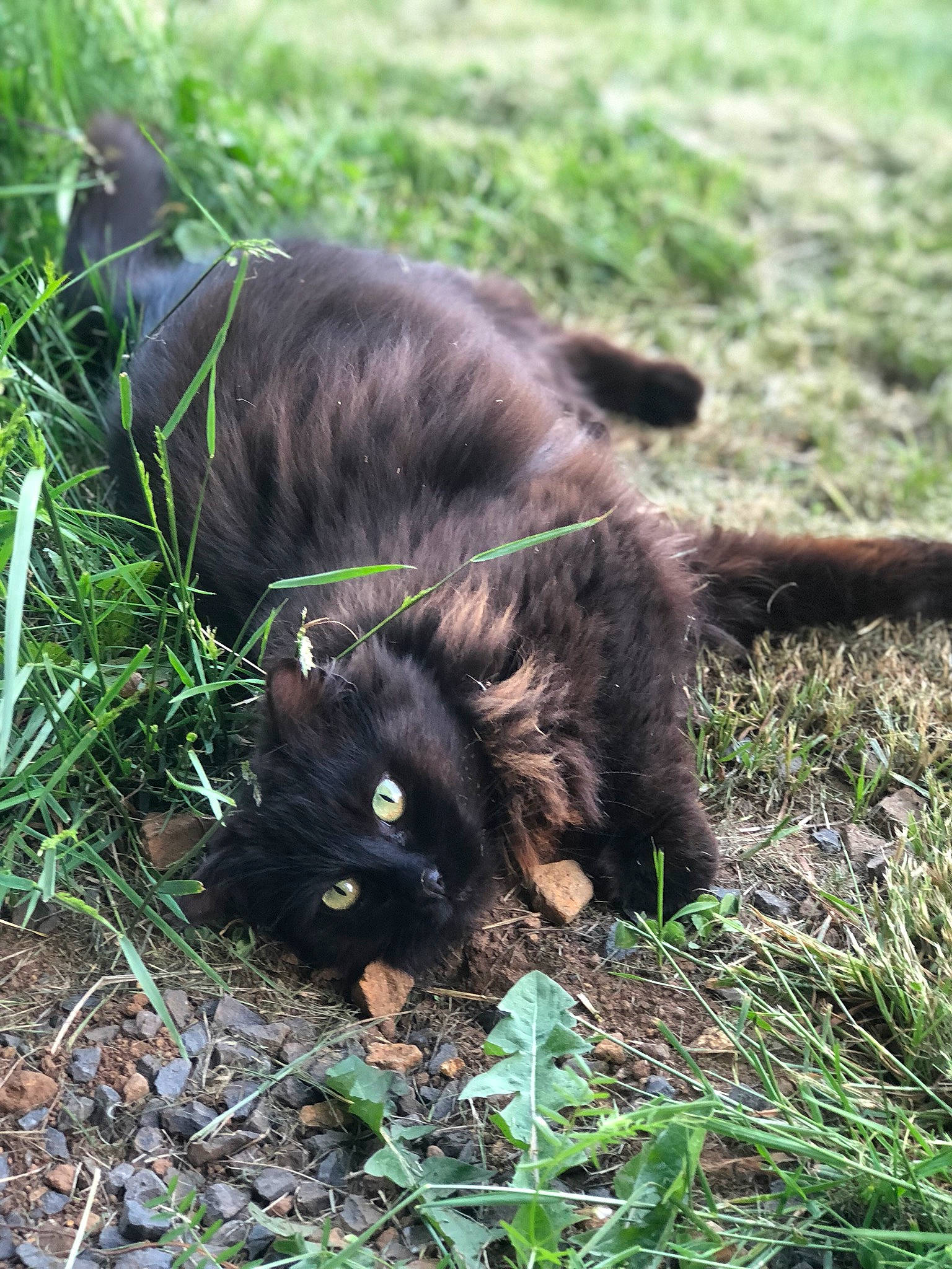 Needles joined the competition — help win amazing prizes! black_cat, carnivore, cat, claw, dog_breed, domestic_short_haired_cat, felidae, fur, grass, groundcover, plant, small_to_medium_sized_cats, snout, tail, terrestrial_animal, whiskers, wildlife