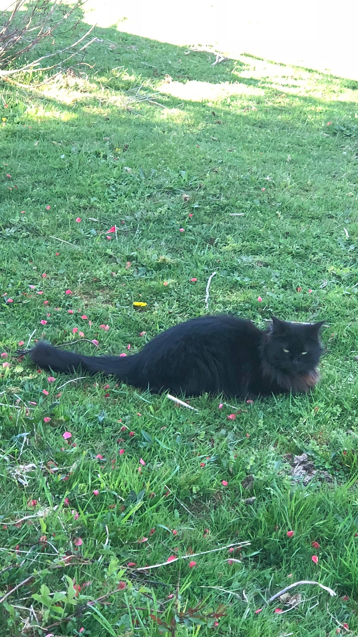 Needles is registered to the contest to win money with this photo: carnivore, cat, felidae, fur, garden, grass, grassland, green, groundcover, herbaceous_plant, lawn, pasture, plant, shadow, shrub, small_to_medium_sized_cats, tail, terrestrial_animal, tints_and_shades, whiskers