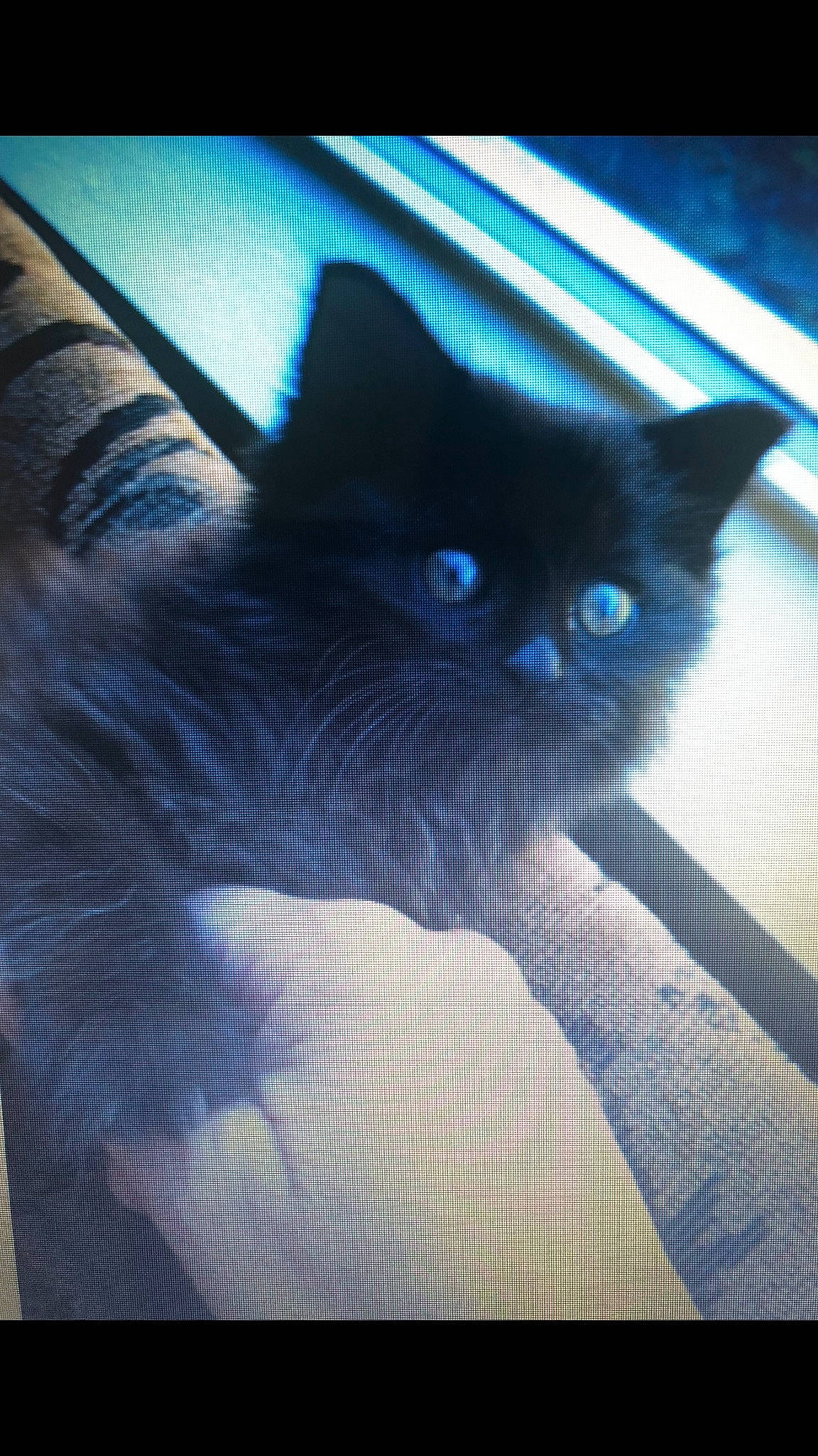 Needles joined the competition — help win amazing prizes! black_cat, carnivore, cat, comfort, domestic_short_haired_cat, electric_blue, electronic_device, felidae, fur, gesture, hair, human_body, human_leg, paw, rectangle, small_to_medium_sized_cats, snout, tail, tints_and_shades, whiskers