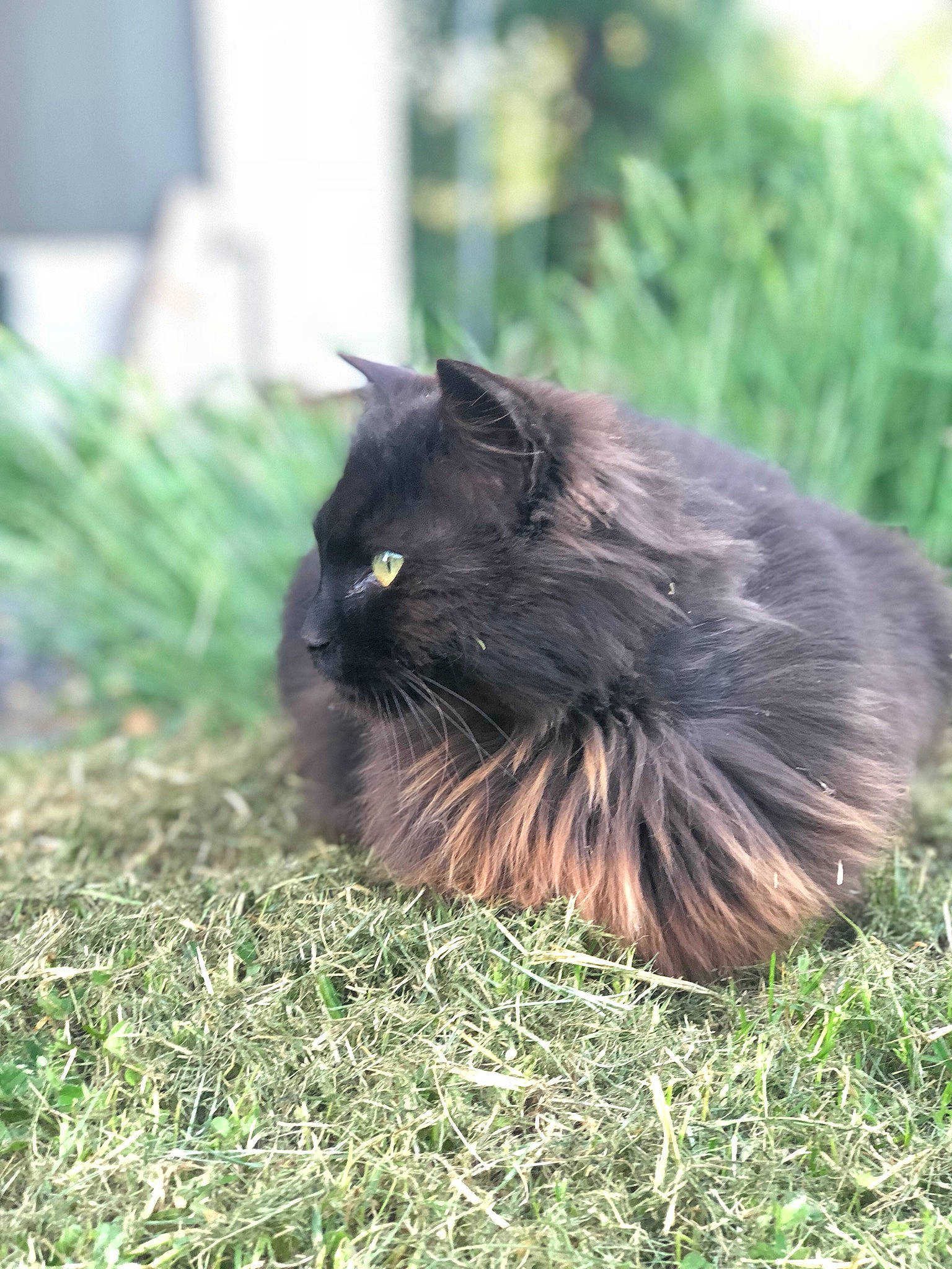 Needles joined the competition — help win amazing prizes! carnivore, cat, felidae, fur, grass, plant, small_to_medium_sized_cats, snout, tail, terrestrial_animal, whiskers