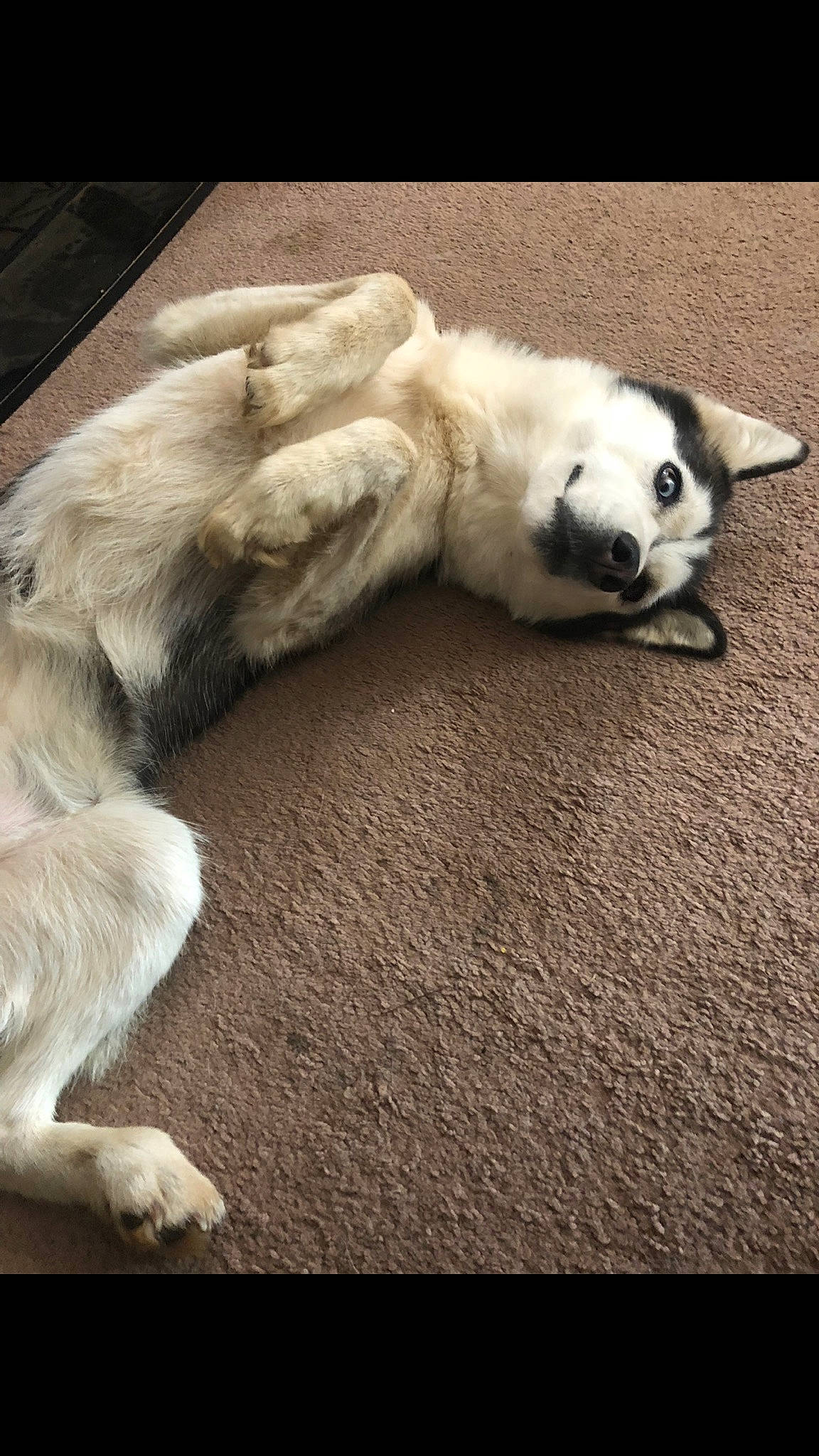 Padamé joined the competition — help win amazing prizes! canidae, carnivore, claw, comfort, companion_dog, dog, dog_breed, fawn, felidae, flooring, fur, nap, paw, small_to_medium_sized_cats, snout, sporting_group, tail, terrestrial_animal, whiskers, wood