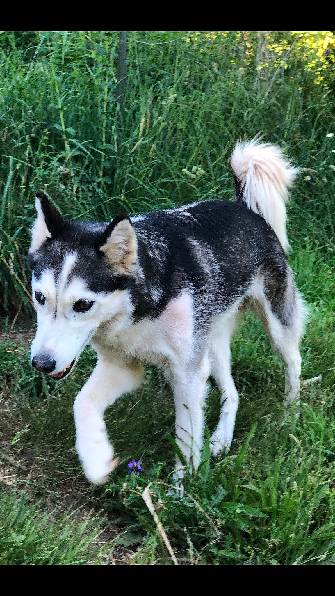 Padamé is registered to the contest to win money with this photo: canidae, carnivore, companion_dog, dog, dog_breed, grass, plant, sled_dog, sporting_group, tail, terrestrial_animal, working_animal, working_dog