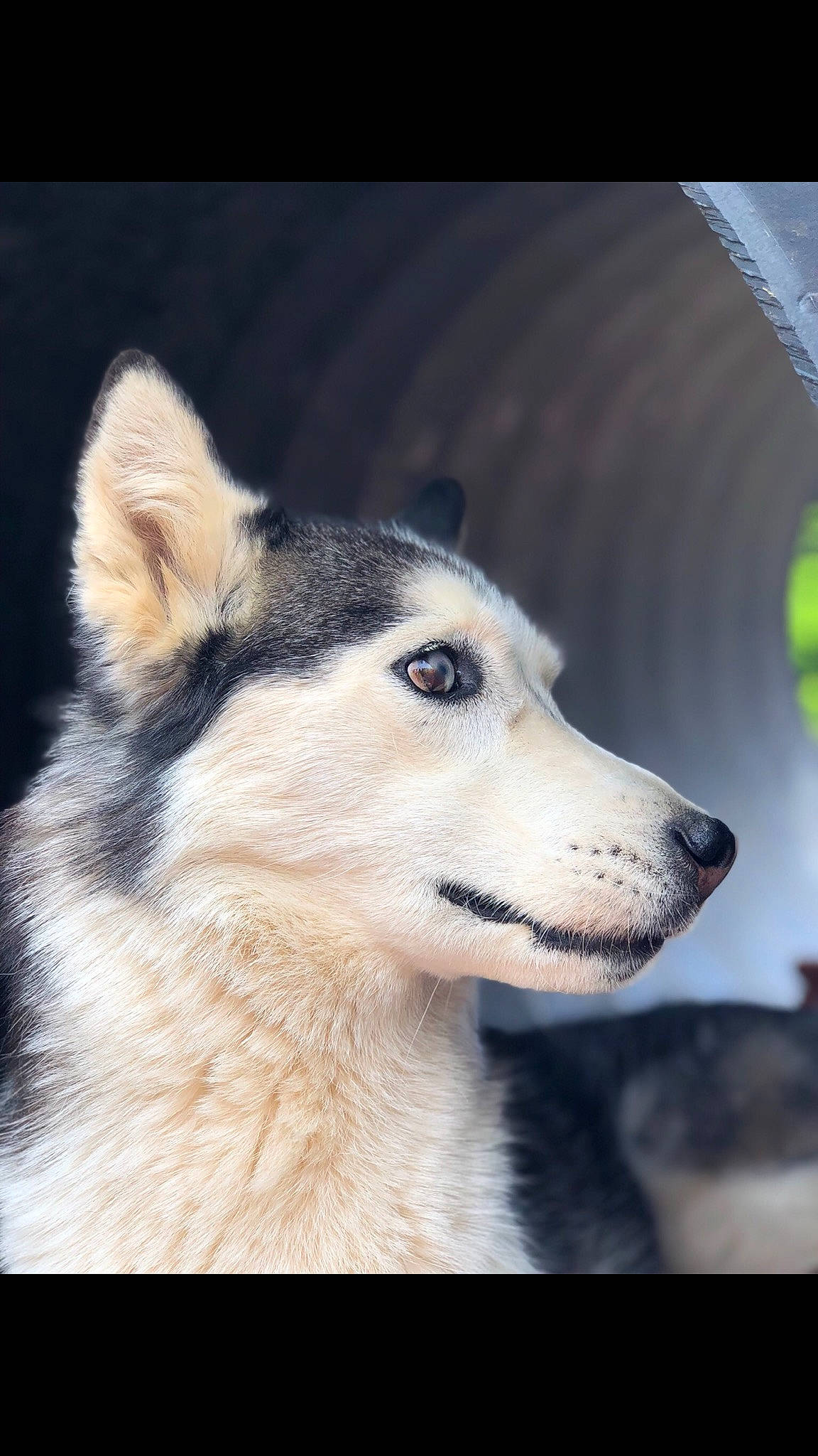 Padamé is registered to the contest to win money with this photo: ancient_dog_breeds, canidae, canis, carnivore, companion_dog, dog, dog_breed, fur, jaw, non_sporting_group, siberian_husky, sled_dog, snout, sporting_group, terrestrial_animal, whiskers, wildlife, wolf, working_dog
