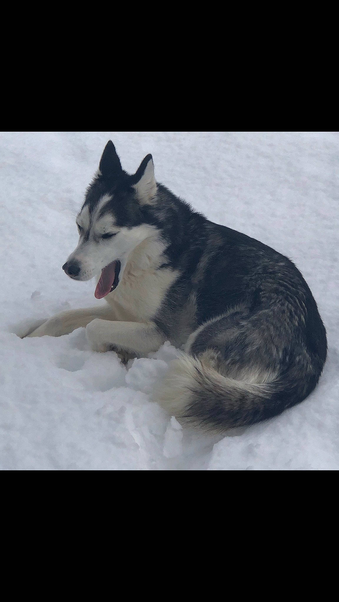 Padamé is registered to the contest to win money with this photo: canidae, carnivore, dog, dog_breed, freezing, fur, glacial_landform, monochrome_photography, recreation, siberian_husky, sled_dog, slope, snout, snow, sporting_group, tail, vehicle, whiskers, winter, working_dog