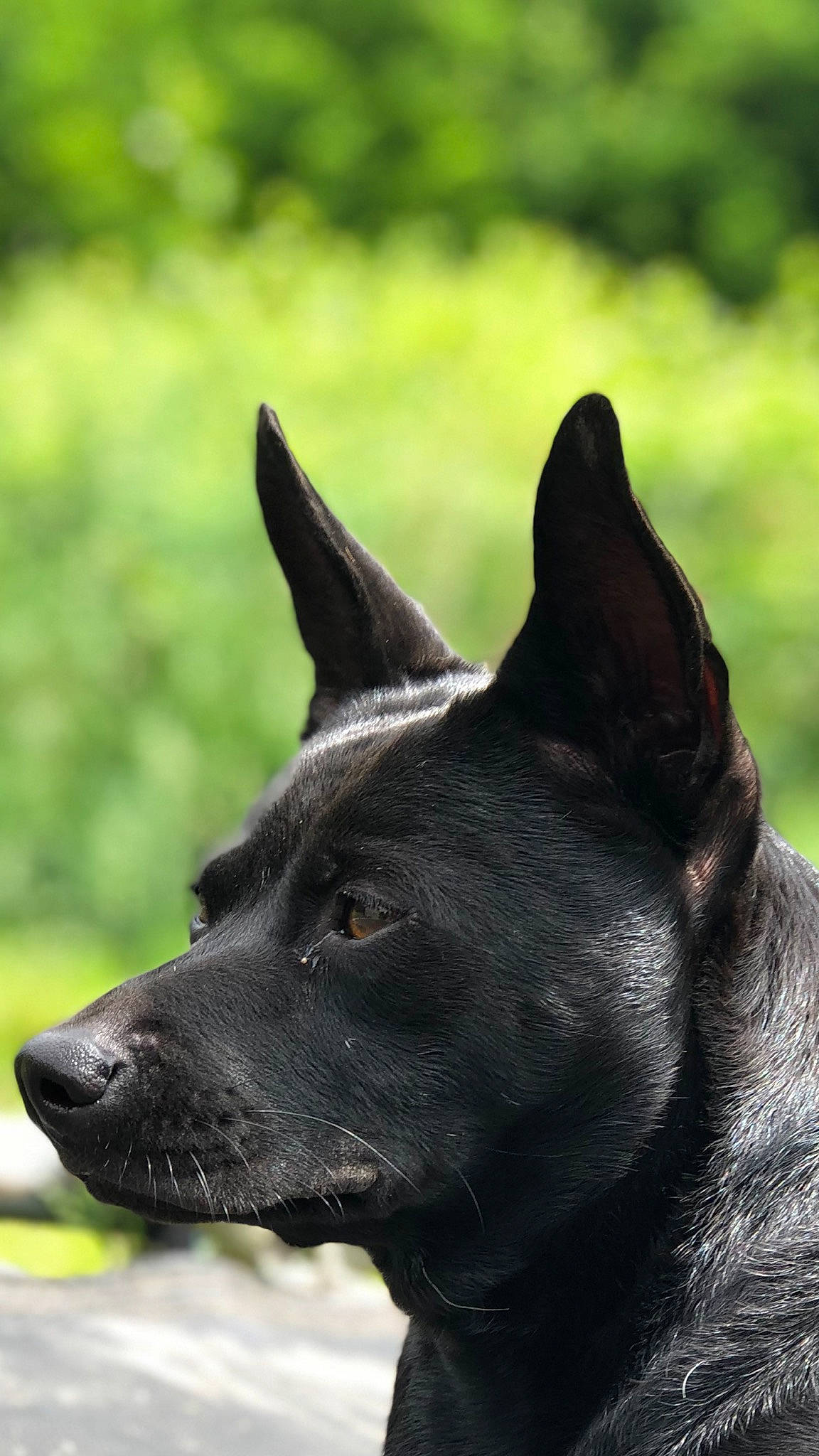 Pie joined the competition — help win amazing prizes! canidae, carnivore, dog, dog_breed, grass, non_sporting_group, plant, snout, sporting_group, terrestrial_animal, working_animal, working_dog