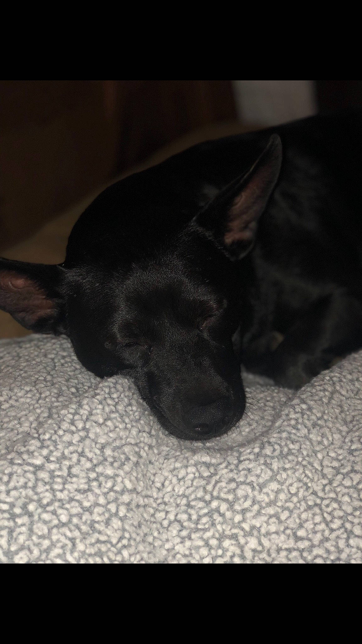 Pie joined the competition — help win amazing prizes! carnivore, comfort, companion_dog, darkness, dog, dog_breed, foot, fur, german_shepherd_dog, grey, guard_dog, herding_dog, paw, snout, tail, terrestrial_animal, tints_and_shades, whiskers, working_animal, working_dog