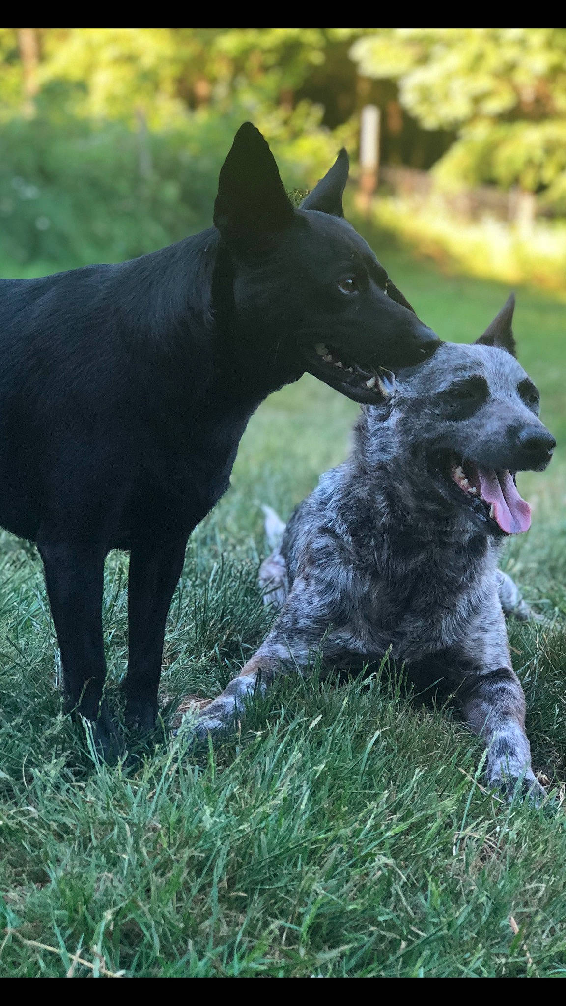 Pie joined the competition — help win amazing prizes! canidae, carnivore, companion_dog, dog, dog_breed, grass, grassland, hunting_dog, mudi, non_sporting_group, plant, snout, sporting_group, tail, terrestrial_animal, wildlife, working_animal, working_dog
