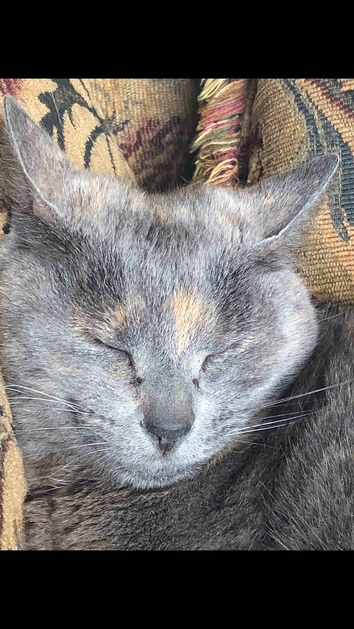 Peaches joined the competition — help win amazing prizes! art, carnivore, cat, claw, domestic_short_haired_cat, felidae, fur, grey, illustration, nap, painting, paw, photo_caption, sleep, small_to_medium_sized_cats, snout, tail, terrestrial_animal, whiskers, wildlife