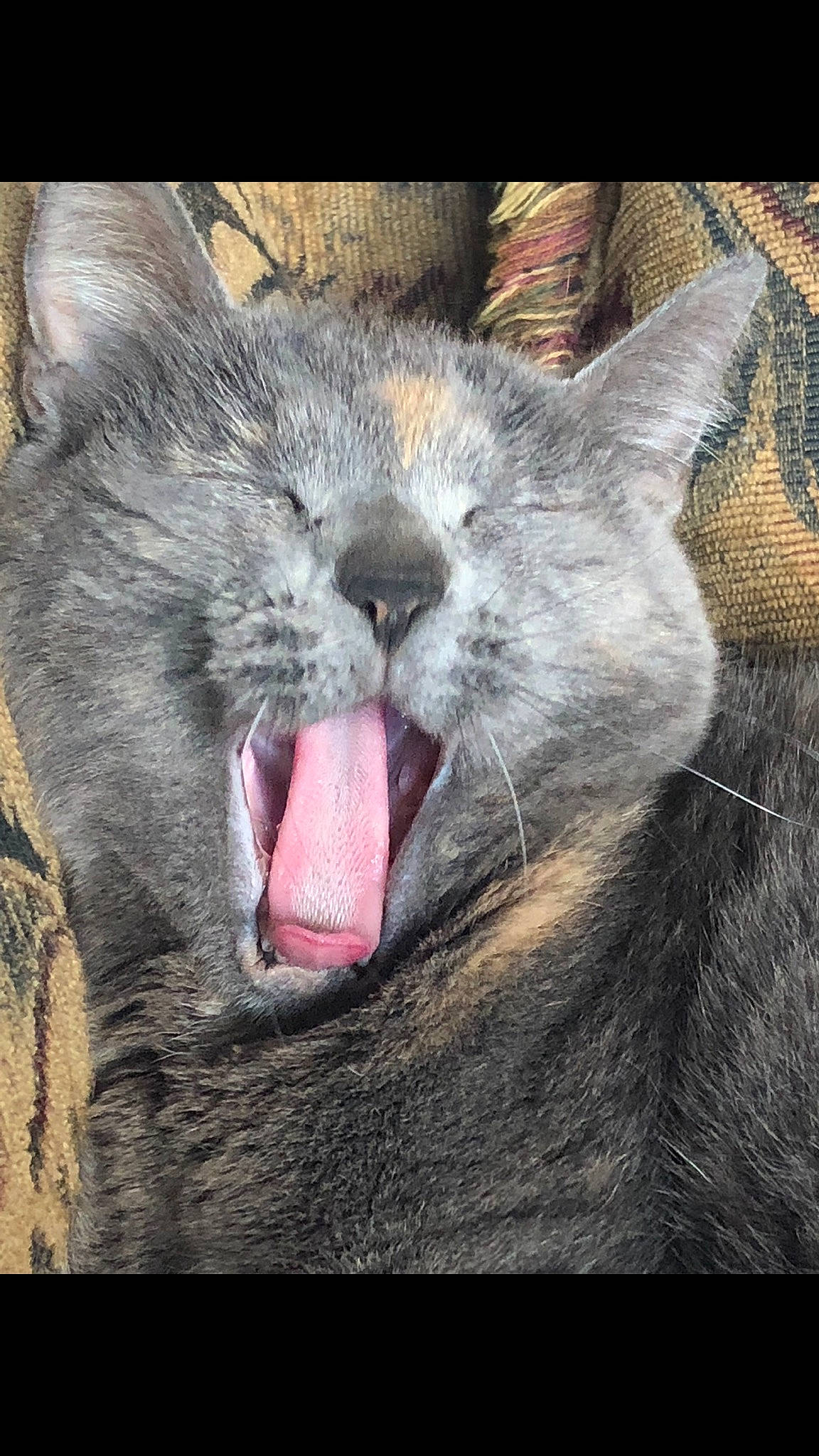 Peaches joined the competition — help win amazing prizes! carnivore, cat, close_up, domestic_short_haired_cat, fang, felidae, fur, grey, jaw, organism, paw, photo_caption, plant, small_to_medium_sized_cats, smile, snout, terrestrial_animal, whiskers, wildlife, yawn