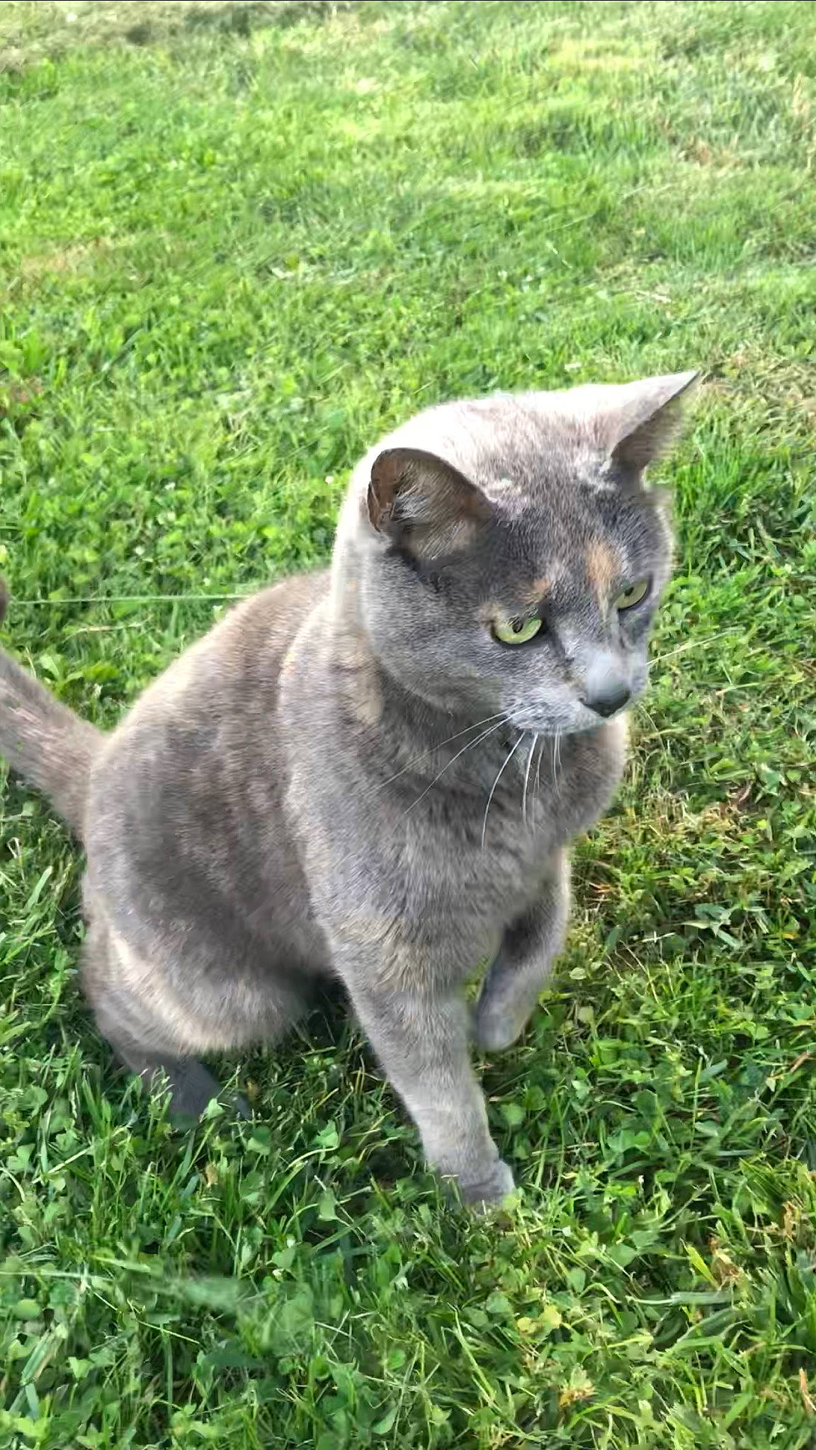 Peaches joined the competition — help win amazing prizes! art, carnivore, cat, domestic_short_haired_cat, eye, felidae, fur, grass, groundcover, herb, plant, russian_blue, sitting, small_to_medium_sized_cats, tail, terrestrial_animal, whiskers, wildlife, window